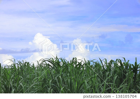 沖繩縣石垣島的甘蔗田 沖繩縣石垣島的甘蔗田 138105704