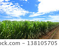 Sugarcane field, Ishigaki Island, Okinawa Prefecture 138105705