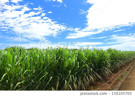 Sugarcane field, Ishigaki Island, Okinawa Prefecture Sugarcane field, Ishigaki Island, Okinawa Prefecture 138105705