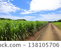 Sugarcane field, Ishigaki Island, Okinawa Prefecture 138105706