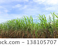 Sugarcane field, Ishigaki Island, Okinawa Prefecture 138105707