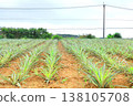 Pineapple fields on Ishigaki Island, Okinawa 138105708