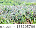 Pineapple fields on Ishigaki Island, Okinawa 138105709
