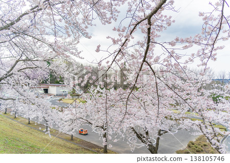 "Aomori Prefecture" Hachinohe Park and Children's Land in Hachinohe City, where cherry blossoms are in full bloom. "Aomori Prefecture" Hachinohe Park and Children's Land in Hachinohe City, where cherry blossoms are in full bloom. 138105746