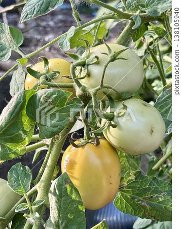Raw green tomatoes hanging on a tree branch in the garden Raw green tomatoes hanging on a tree branch in the garden 138105940