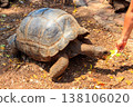 Person hand feeding aldabra giant tortoise on Prison island, Zanzibar in Tanzania 138106020