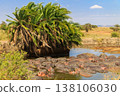 Group of hippos (Hippopotamus amphibius) in a river in Serengeti National Park, Tanzania. Wildlife of Africa 138106030