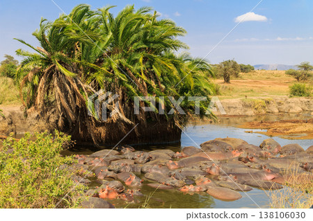 Group of hippos (Hippopotamus amphibius) in a river in Serengeti National Park, Tanzania. Wildlife of Africa 138106030