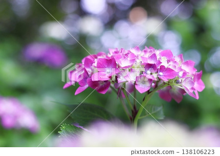 Hydrangea flowering through sunlight Hydrangea flowering through sunlight 138106223