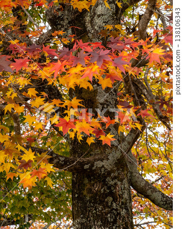 A sweetgum tree with autumn foliage at the summit of Mt. Noro in Kure City, Hiroshima Prefecture. A sweetgum tree with autumn foliage at the summit of Mt. Noro in Kure City, Hiroshima Prefecture. 138106343
