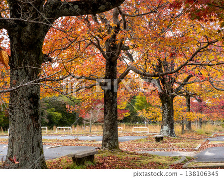 A sweetgum tree with autumn foliage at the summit of Mt. Noro in Kure City, Hiroshima Prefecture. A sweetgum tree with autumn foliage at the summit of Mt. Noro in Kure City, Hiroshima Prefecture. 138106345