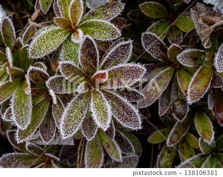 Frost had settled on the azalea leaves on a cold morning. 138106381