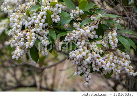 雪鬆的白花 雪鬆的白花 138106383