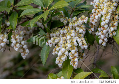 White flower of a cedar tree White flower of a cedar tree 138106385