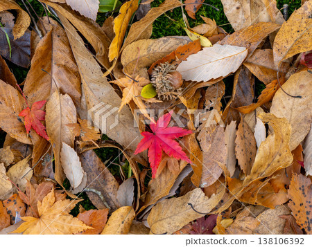 在公園落葉中發現了紅楓葉 138106392