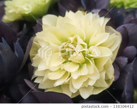 白色聖誕玫瑰 138106412