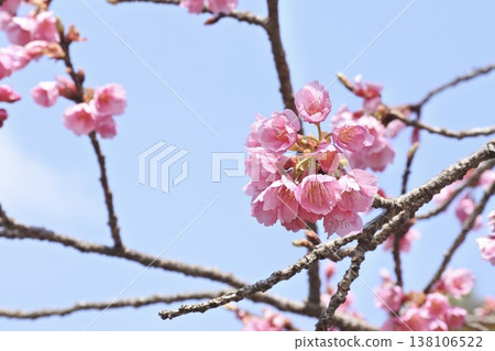 Hei-Sakura Hei-Sakura 138106522