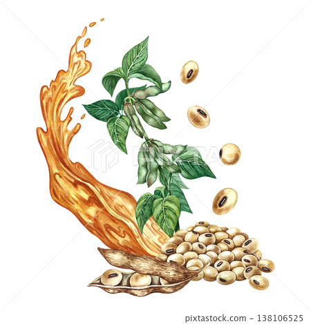 Soybean oil. Hand-drawn watercolor illustration. Splash of oil, soy stalk, and soybeans. Element of menu design, recipes, and cookbooks. For banners, flyers, packaging, labels, and more. Soybean oil. Hand-drawn watercolor illustration. Splash of oil, soy stalk, and soybeans. Element of menu design, recipes, and cookbooks. For banners, flyers, packaging, labels, and more. 138106525