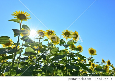 沙提市貢多恩堤岸的向日葵花田盛開 沙提市貢多恩堤岸的向日葵花田盛開 138106603