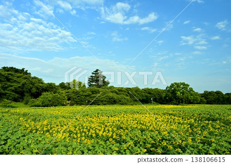 沙提市貢多恩堤岸的向日葵花田盛開 沙提市貢多恩堤岸的向日葵花田盛開 138106615