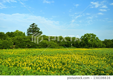 Sunflower fields in bloom at Gongendo Embankment in Satte City 138106616