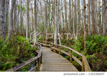 Curving wooden boardwalk through swamp forest in natural wetland Curving wooden boardwalk through swamp forest in natural wetland 138106697
