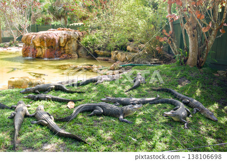 Group of American alligators resting on grass near pond in tropical habitat Group of American alligators resting on grass near pond in tropical habitat 138106698