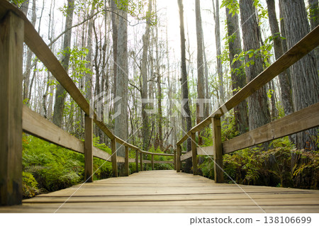 Wooden boardwalk through forest wetland in natural woodland Wooden boardwalk through forest wetland in natural woodland 138106699
