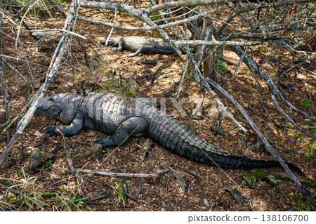 American alligator resting on forest floor in natural habitat American alligator resting on forest floor in natural habitat 138106700
