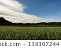 Buckwheat fields illuminated by the morning light 138107244