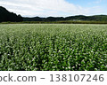 A field of buckwheat flowers spread out like a hat. 138107246