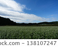 A peaceful buckwheat field in Kasa 138107247