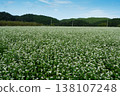 White buckwheat flowers adorn the buckwheat fields of Kasa. 138107248