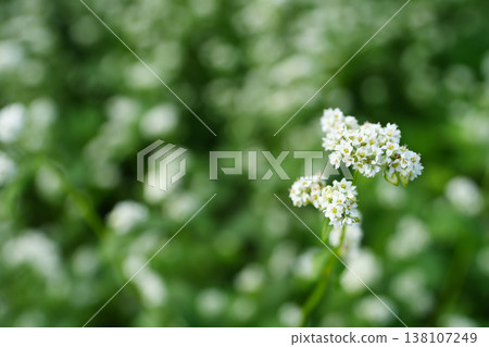 嬌嫩的白色蕎麥花 138107249