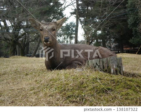 Nara deer (winter coat) Nara deer (winter coat) 138107322