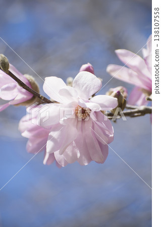 Flowers of Sidekobushi 138107558