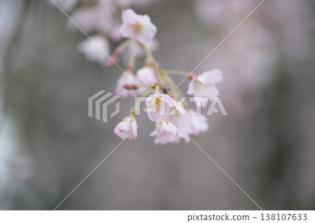 雨水浸濕的垂枝櫻花樹特寫:這是鎌倉本覺寺春天的景象,帶有柔和的粉紅色和模糊背景的日式風格畫面。 雨水浸濕的垂枝櫻花樹特寫:這是鎌倉本覺寺春天的景象,帶有柔和的粉紅色和模糊背景的日式風格畫面。 138107633