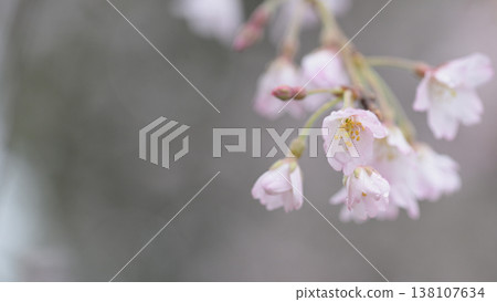 雨水浸濕的垂枝櫻花樹特寫：這是鎌倉本覺寺春天的景象，帶有柔和的粉紅色和模糊背景的日式風格畫面。 138107634