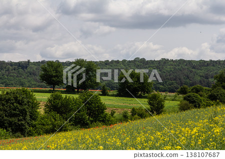 Vibrant wildflower field in springtime with lush greenery and distant trees under a cloudy sky 138107687
