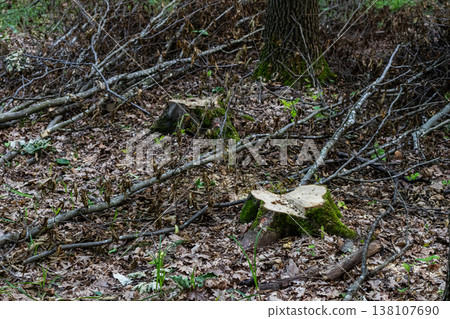 Stumps and fallen branches scattered across the ground in a wooded area after tree removal in a forest during springtime Stumps and fallen branches scattered across the ground in a wooded area after tree removal in a forest during springtime 138107690