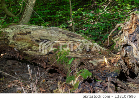 Moss-covered log lies among lush greenery in the forest showcasing nature's intricate details and textures during daylight 138107696