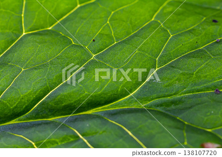 Detailed close-up of a vibrant green leaf showcasing its intricate vein structure and natural texture in bright daylight Detailed close-up of a vibrant green leaf showcasing its intricate vein structure and natural texture in bright daylight 138107720