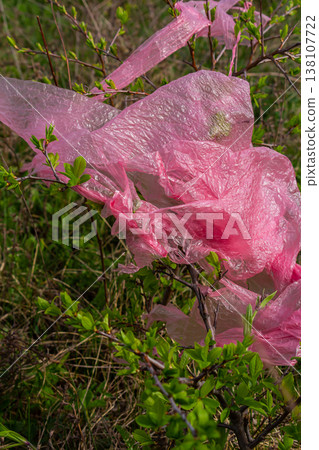 Bright pink plastic bags caught in branches beside a lush green landscape during a sunny day 138107722