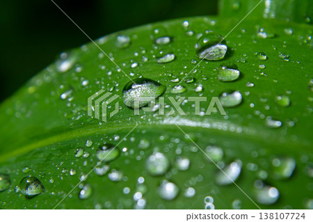 Raindrops glisten on a vibrant green leaf under soft natural light in a lush garden setting capturing nature's intricate details 138107724