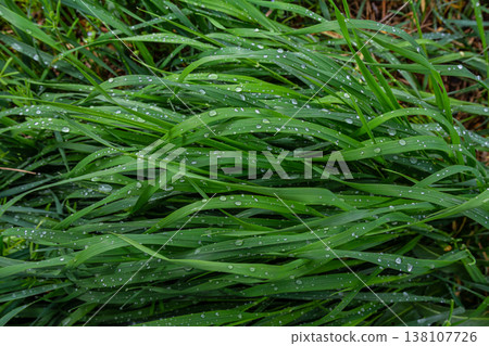 Dew-covered grass glistens in the early morning light after overnight rain in a serene outdoor setting Dew-covered grass glistens in the early morning light after overnight rain in a serene outdoor setting 138107726