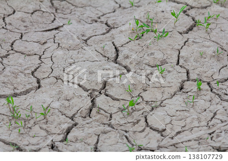 Dry cracked earth with small green sprouts indicating resilience after drought in a rural landscape during late summer 138107729