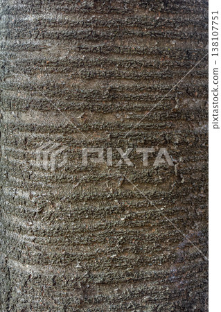 Texture of a tall tree trunk showcasing intricate patterns and deep grooves in an outdoor natural setting during daylight hours Texture of a tall tree trunk showcasing intricate patterns and deep grooves in an outdoor natural setting during daylight hours 138107751