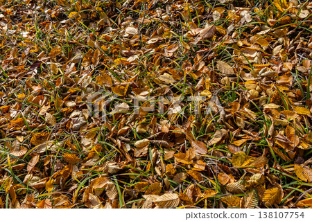 Colorful autumn leaves cover the ground in a park as nature prepares for winter creating a beautiful seasonal display of foliage and grass 138107754