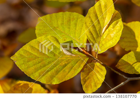 Autumn coloured beech leaves on a grey background in a forest. Autumn nature Autumn coloured beech leaves on a grey background in a forest. Autumn nature 138107770