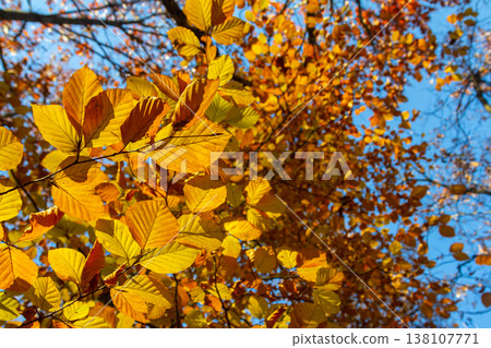 Autumn coloured beech leaves on a grey background in a forest. Autumn nature Autumn coloured beech leaves on a grey background in a forest. Autumn nature 138107771